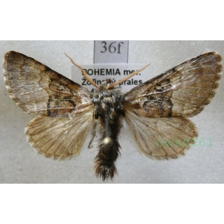 Colocasia coryli (Linnaeus, 1758) Połacica leszczynówka Czech36f